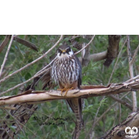 گونه لیل Eurasian Hobby